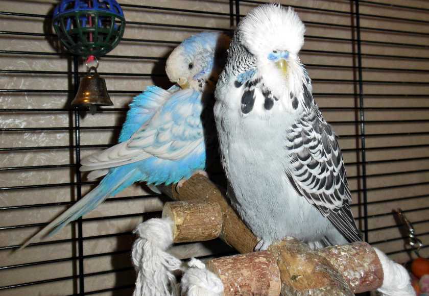 волнистый попугай и чех сравнение