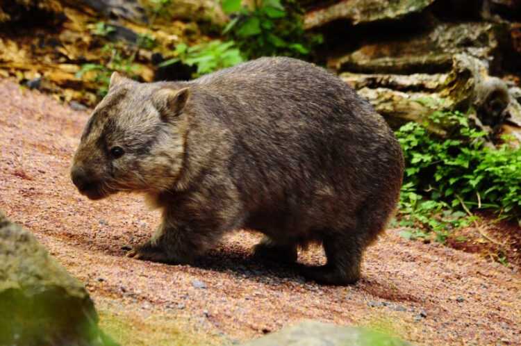 Большой вомбат (Vombatus hirsutus): виды, интересные факты