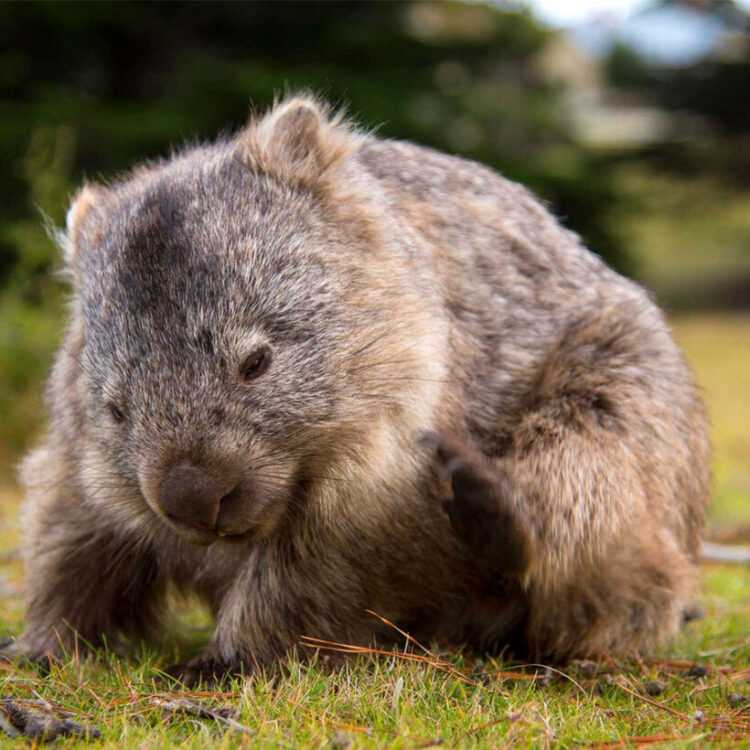 Большой вомбат (Vombatus hirsutus): виды, интересные факты
