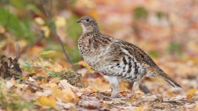 Ошейниковый рябчик (Bonasa umbellus) фото