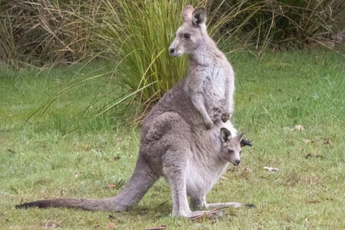 восточный серый кенгуру