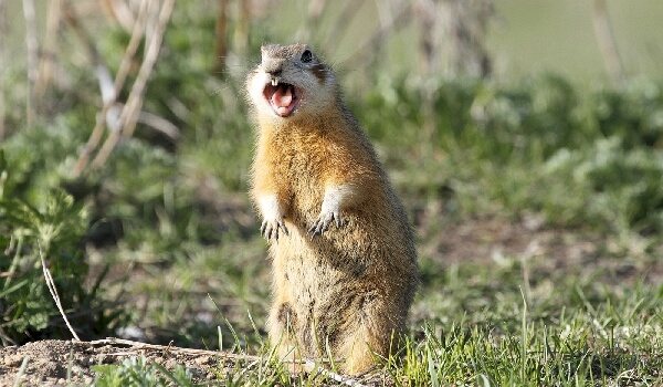 Суслики враги