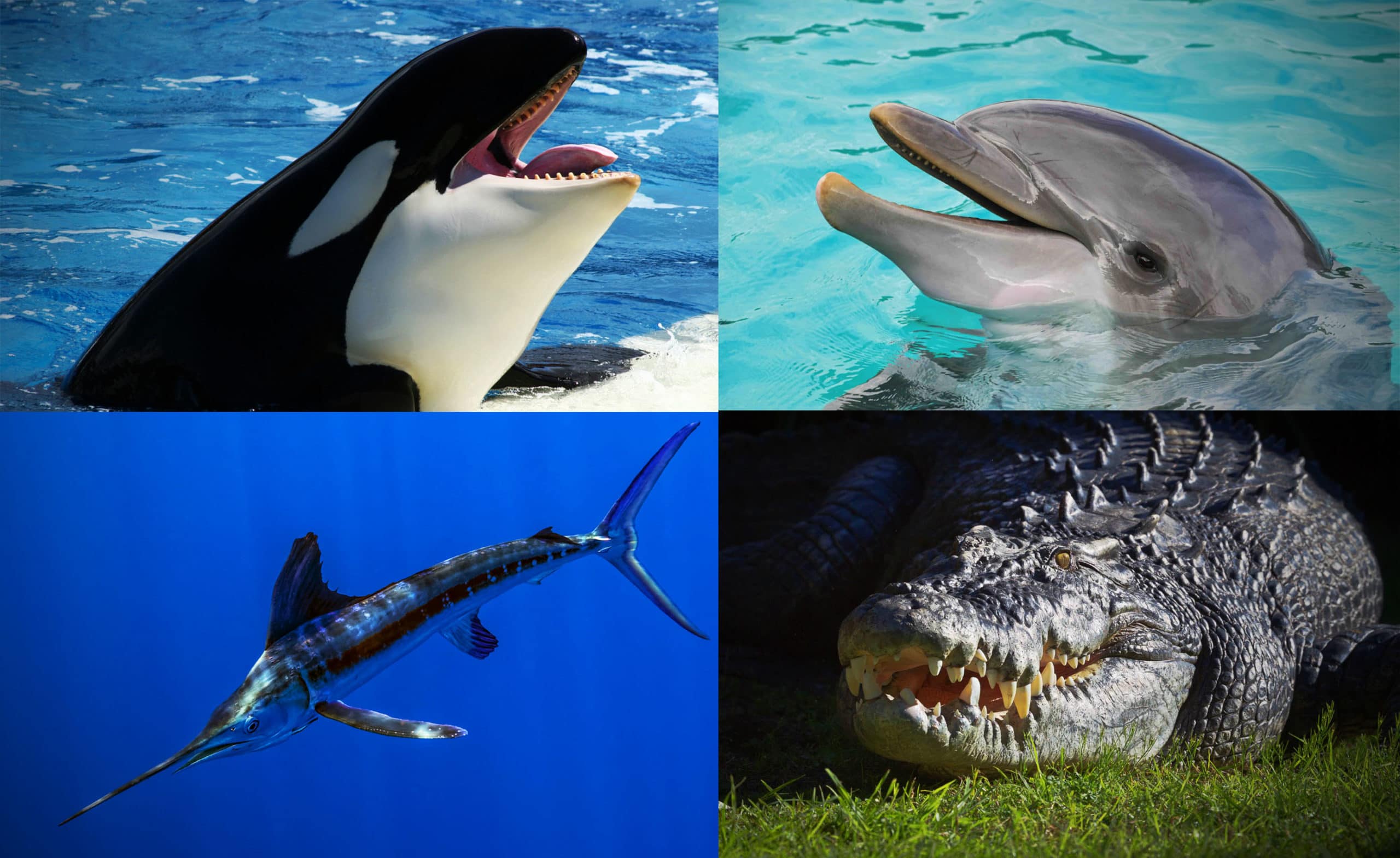 Естественные враги акул