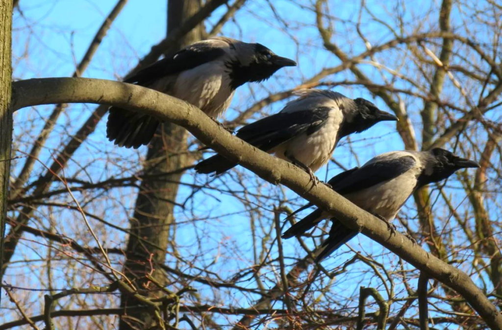 Вороны предпочитают жить стаями