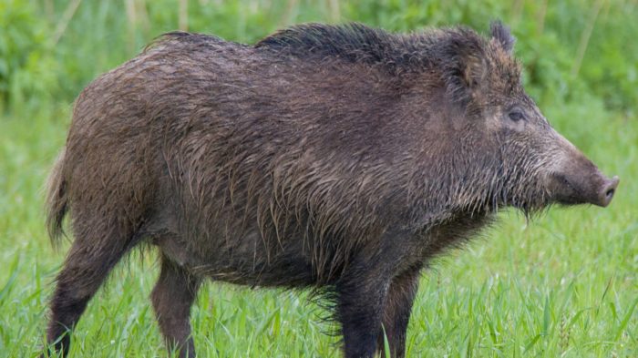 Центральноевропейский дикий кабан