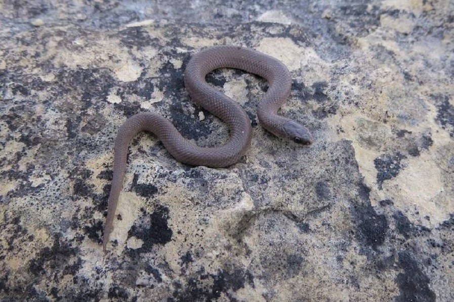 восточная почва уже