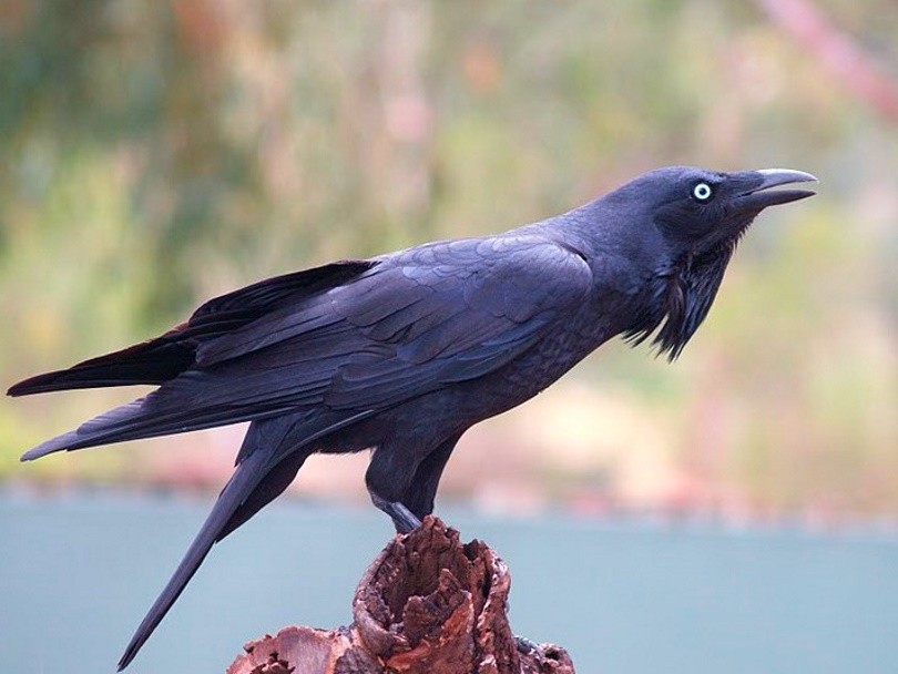 Австралийская ворона