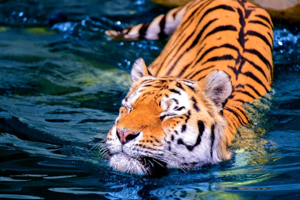 Тигр в воде
