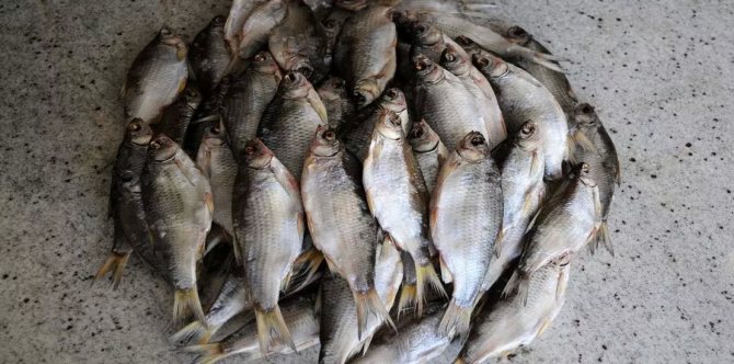 вяленая густера