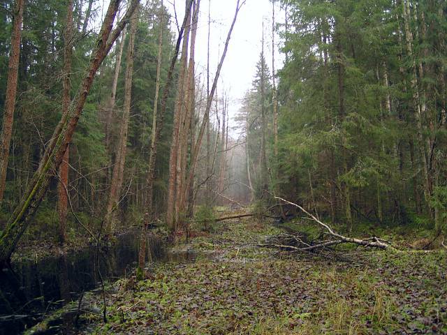Выбор места для охоты на рябчика