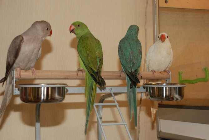 Выбор попугая