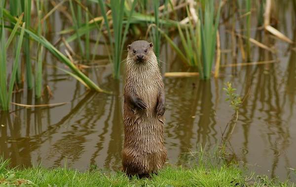 Выдра-животное-Описание-особенности-виды-образ-жизни-и-среда-обитания-выдры-15