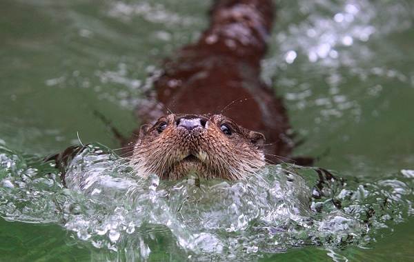 Выдра-животное-Описание-особенности-виды-образ-жизни-и-среда-обитания-выдры-13
