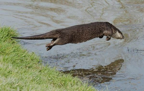 Выдра-животное-Описание-особенности-виды-образ-жизни-и-среда-обитания-выдры-20