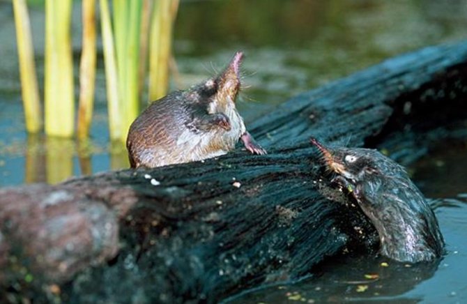 Выхухоль - репродукция