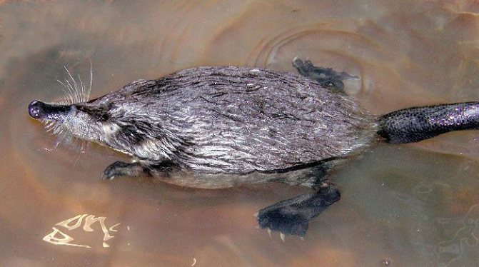 Выхухоль в воде