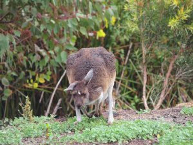 Выйти из чаши