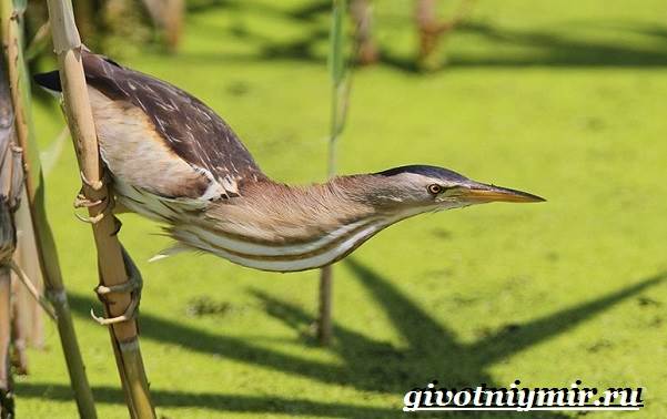 Выпь-птица-Образ-жизни-и-среда-обитания-выпи-1