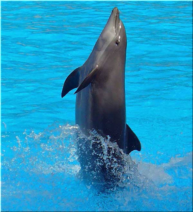 выступления афалин в дельфинарии