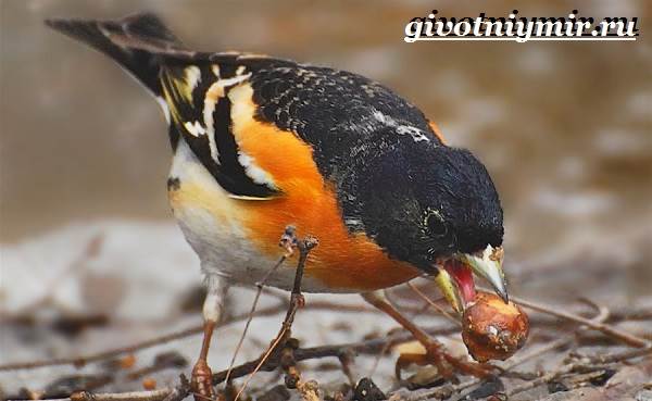 Вьюрок-птица-Образ-жизни-и-среда-обитания-вьюрка-9