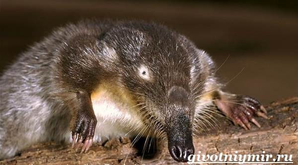 Русская выхухоль из Красной книги – краткое описание