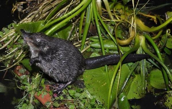 Русская выхухоль из Красной книги – краткое описание