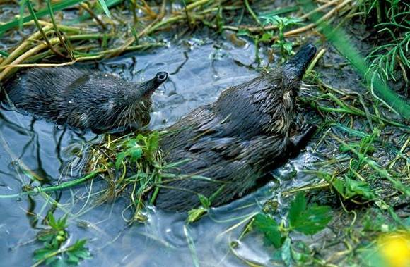 Русская выхухоль из Красной книги – краткое описание