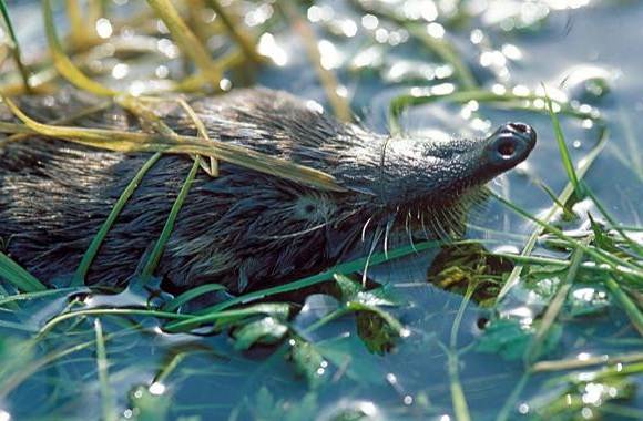 Русская выхухоль из Красной книги – краткое описание