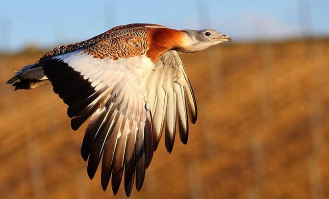 Взлет дрофы