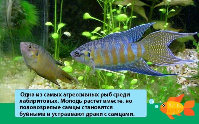 взрослые особи агрессивны