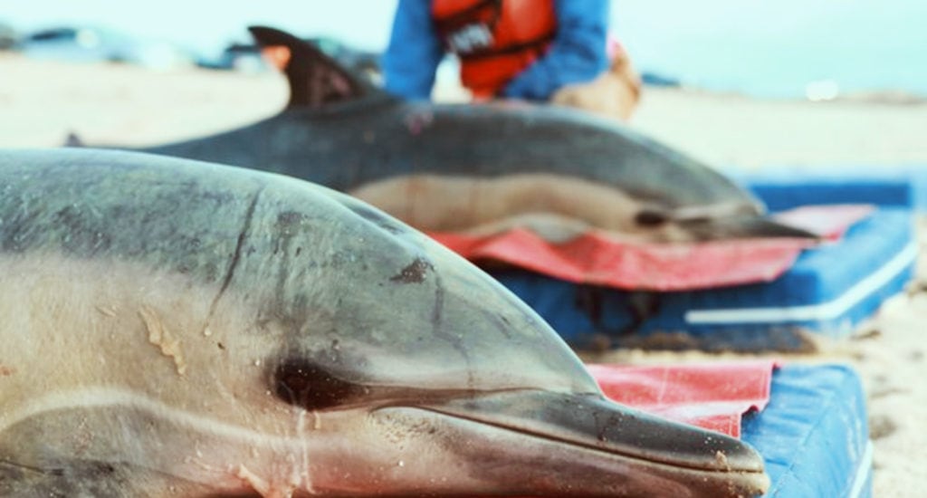 Люди стараются помогать дельфинам, попавшим на берег