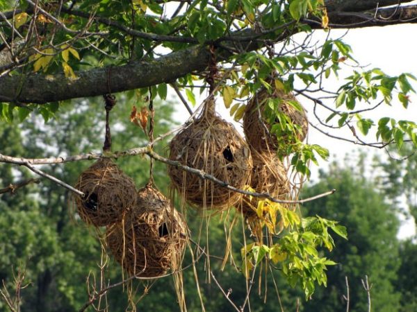 Ткачик птица