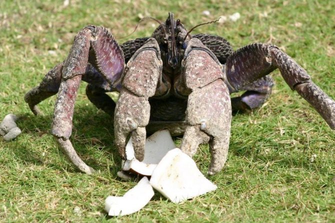 Кокосовый краб – крупнейший представитель членистоногих