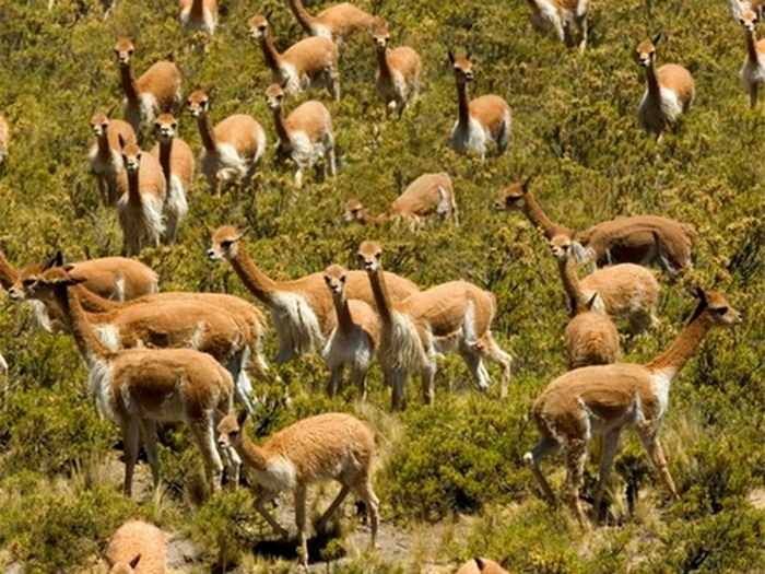 По горам, по долам