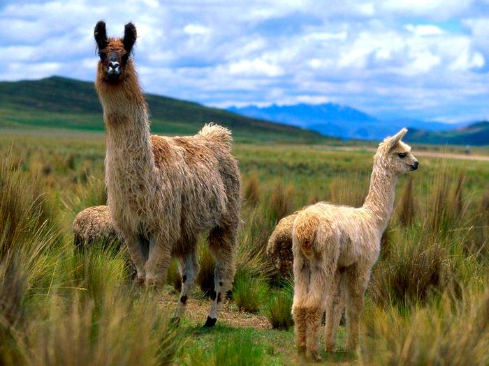 Лама-животное-Описание-и-образ-жизни-ламы-1