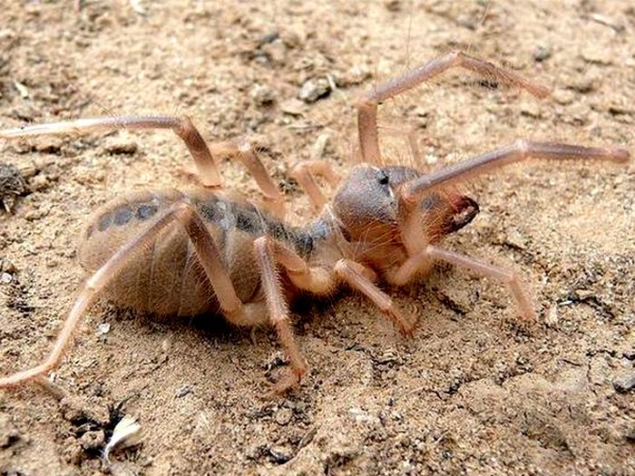 Фаланга земляная