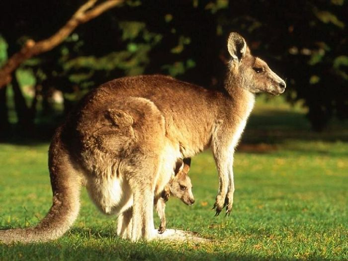 С детенышем