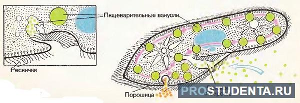 Инфузория туфелька: просто и понятно о ее строении, питании, размножении