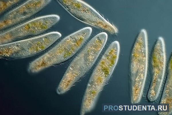 Инфузория туфелька: просто и понятно о ее строении, питании, размножении