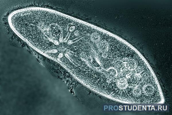 Инфузория туфелька: просто и понятно о ее строении, питании, размножении