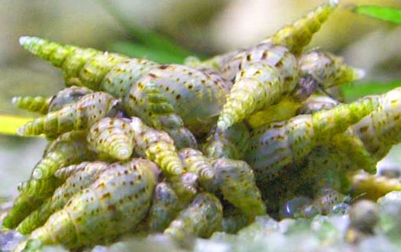 Улитка Мелания с описанием