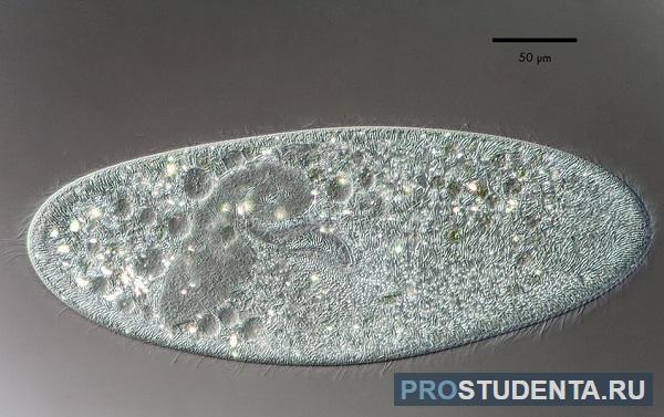 Инфузория туфелька: просто и понятно о ее строении, питании, размножении