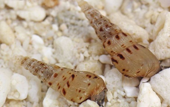 Улитка Мелания с описанием