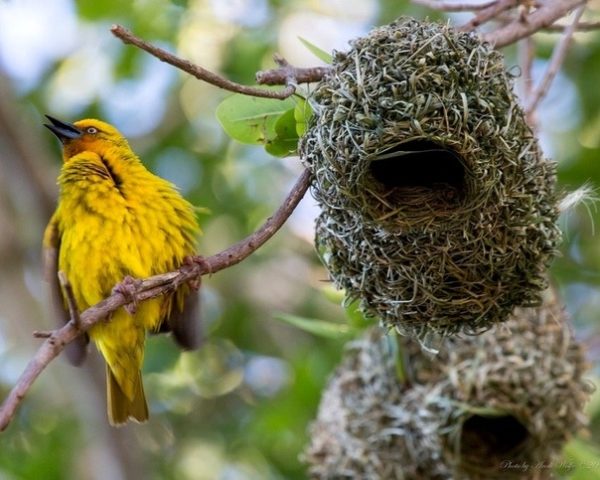 Ткачик птица