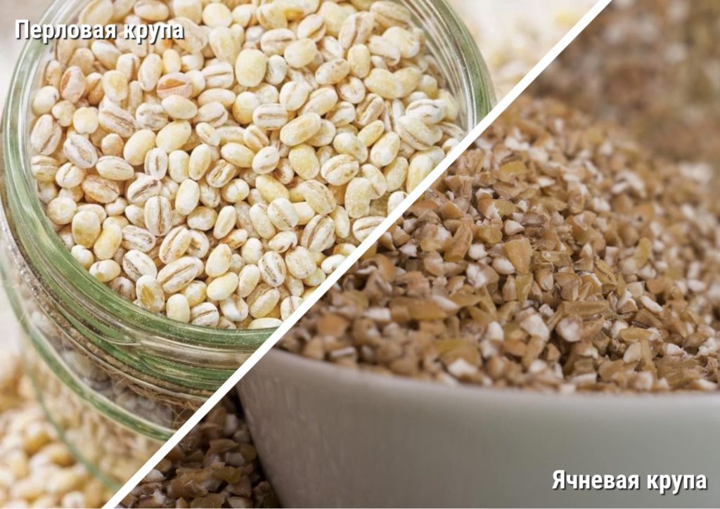 Можно ли собакам кукурузу и кукурузную кашу, и как лучше давать: вареную или сырую