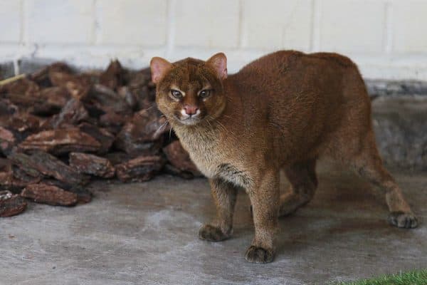 Ягуарунди читайте статью