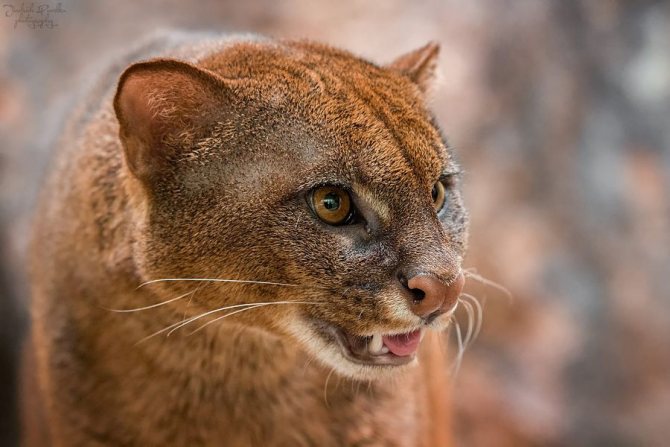 ягуарунди фото вблизи