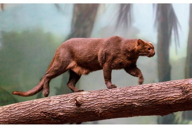 ягуарунди на дереве