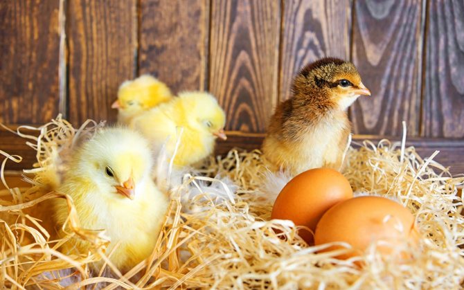 Яйца и куры
