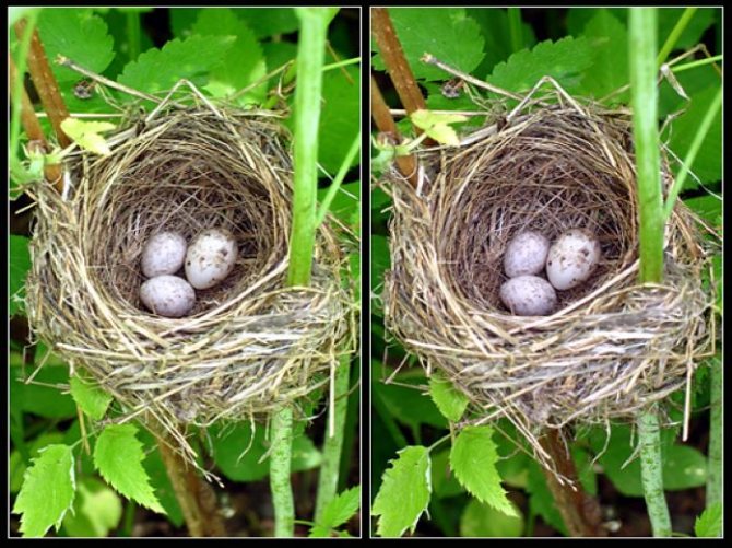 Яйца кукушки